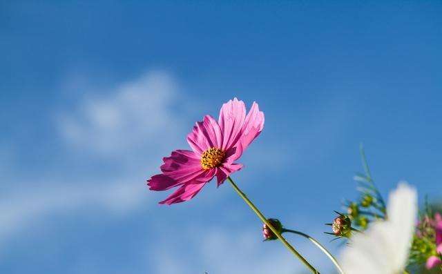 掌握這些寫作方法,完全不擔(dān)心畢業(yè)論文檢測(cè)